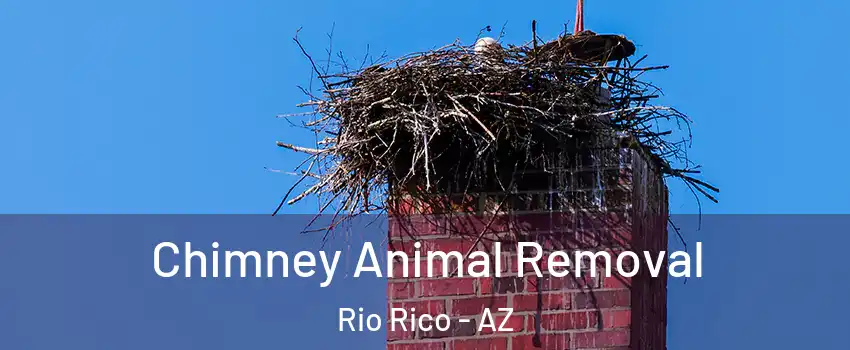 Chimney Animal Removal Rio Rico - AZ