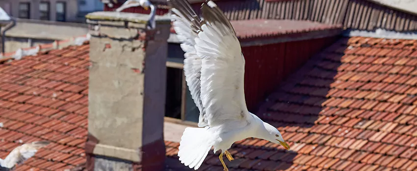Residential Chimney Animal Removal Solution in Rio Rico, AZ