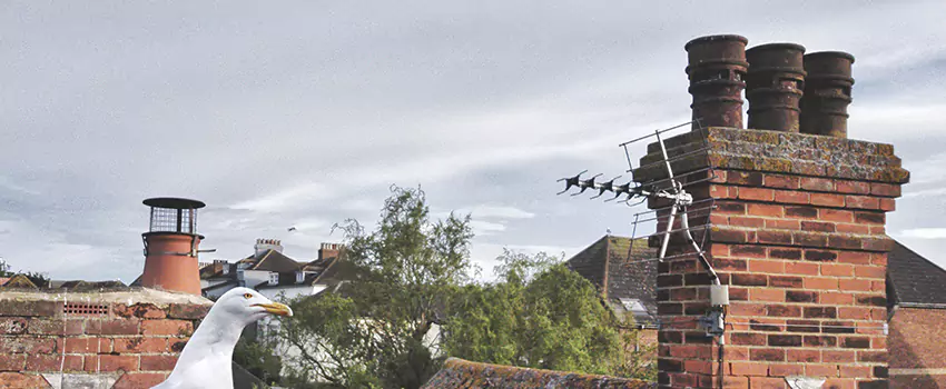Chimney Cleaning And Restoration in Rio Rico, Arizona